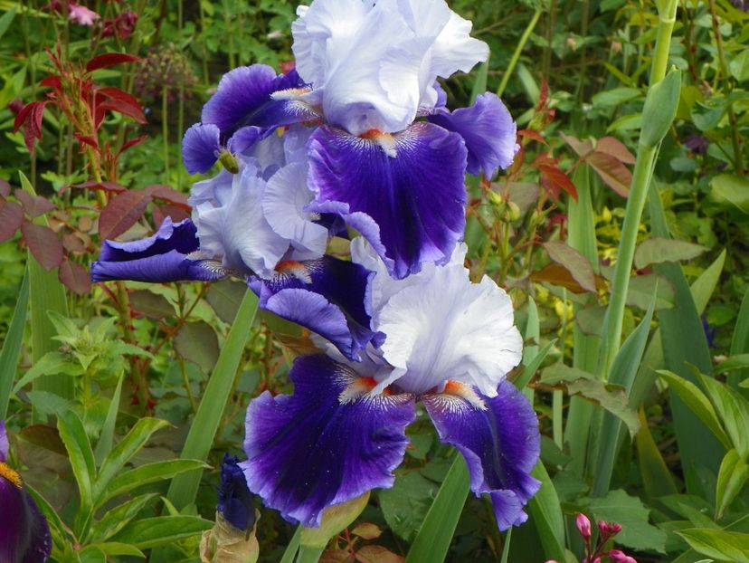 Belle de Nuit - Irisi 2017