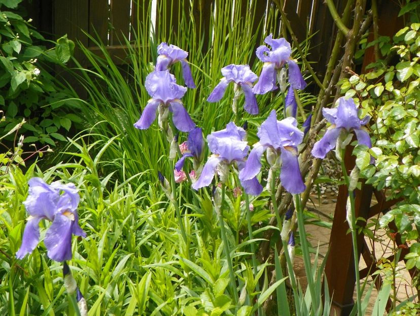 22 mai (158) - Primavara 2017