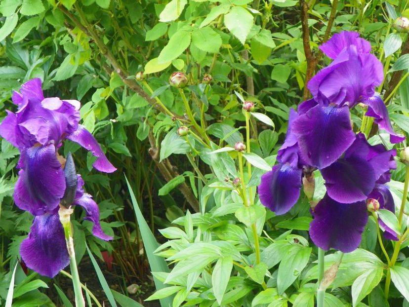 Dark Triumph - Irisi 2017