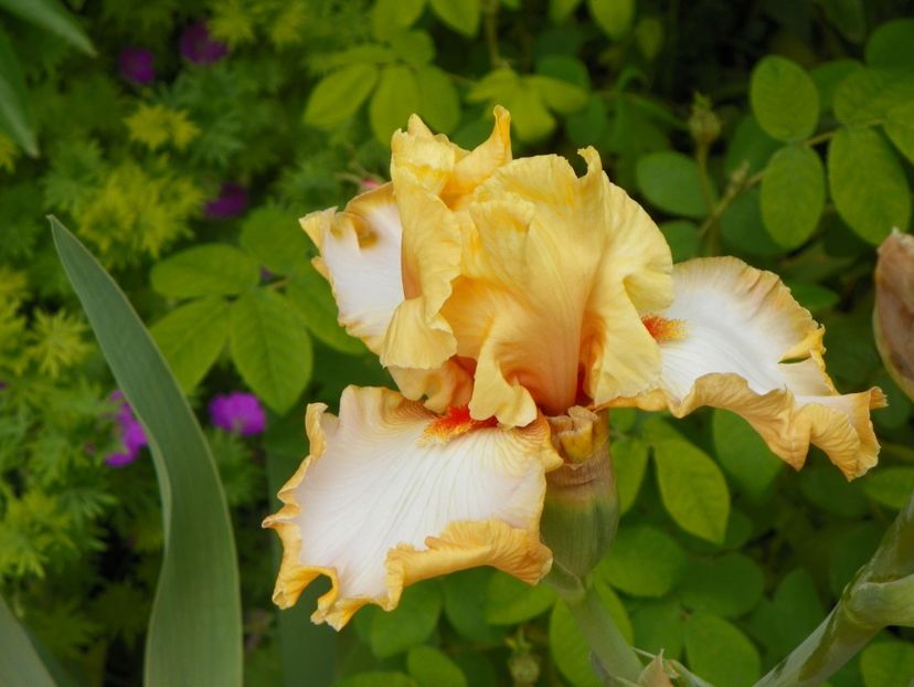 Champagne Waltz - Irisi 2017