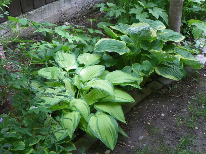 22 mai (11) - Primavara 2017