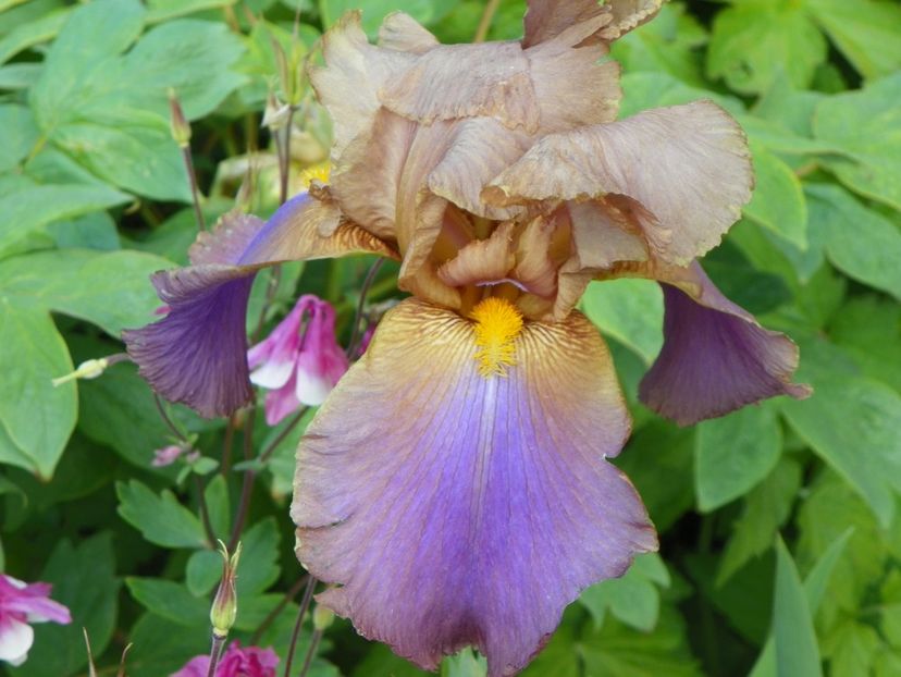 Cruise to Autumn - Irisi 2017