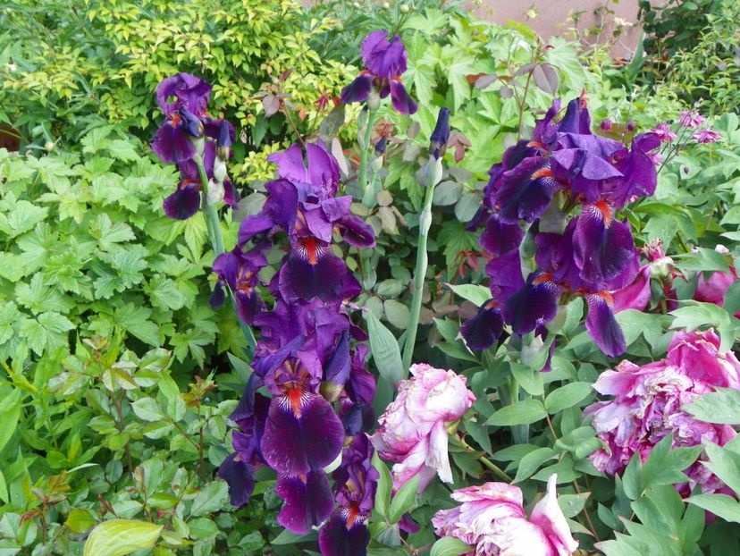 Amsterdam - Irisi 2017