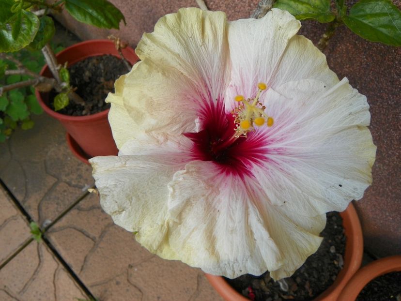 22 mai (30) - Primavara 2017