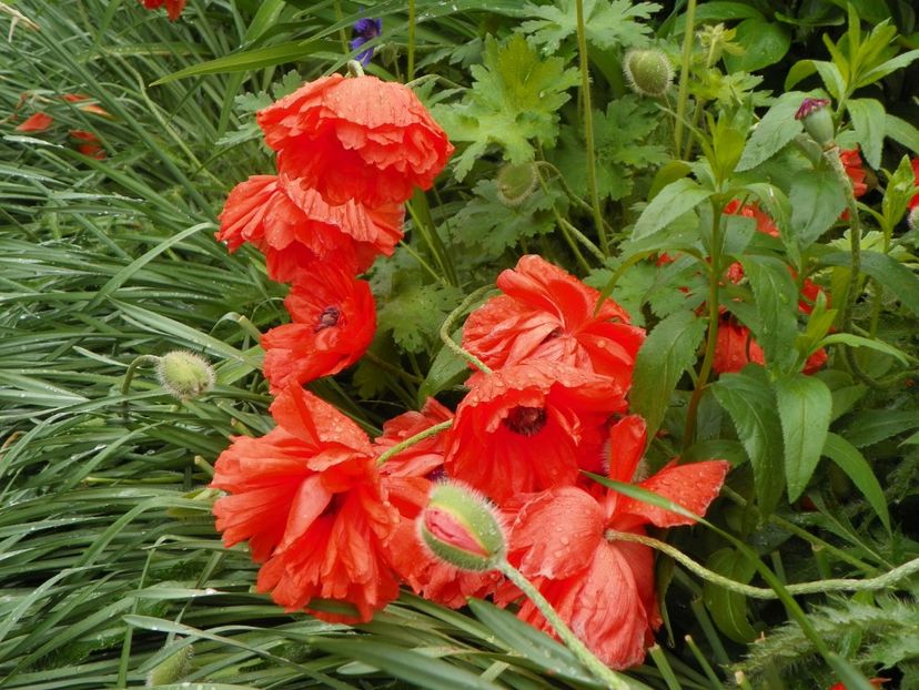 22 mai (79) - Primavara 2017