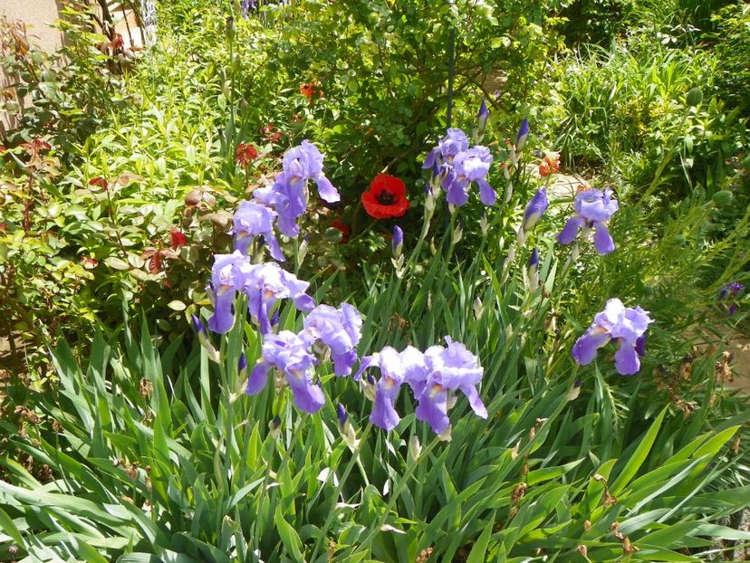 22 mai (154) - Primavara 2017