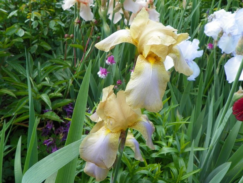 Cosmopolitan? - Irisi 2017