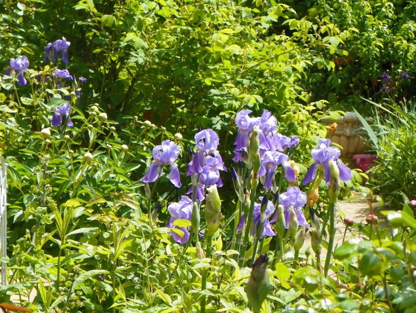 22 mai (155) - Primavara 2017