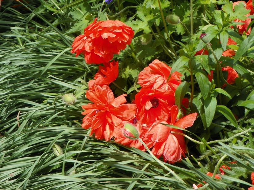 22 mai (156) - Primavara 2017