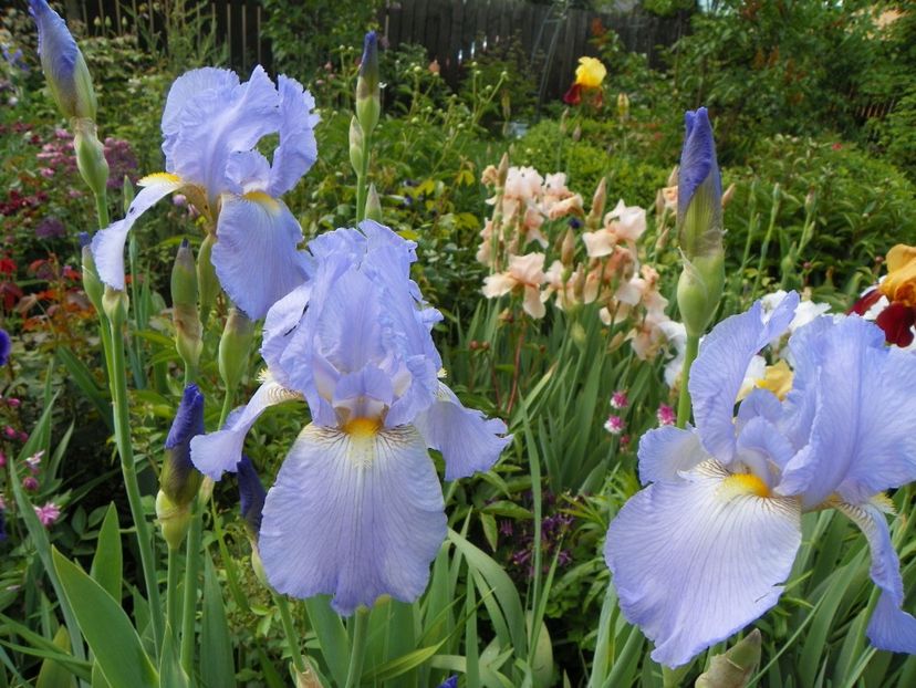 Elizabeth of England - Irisi 2017