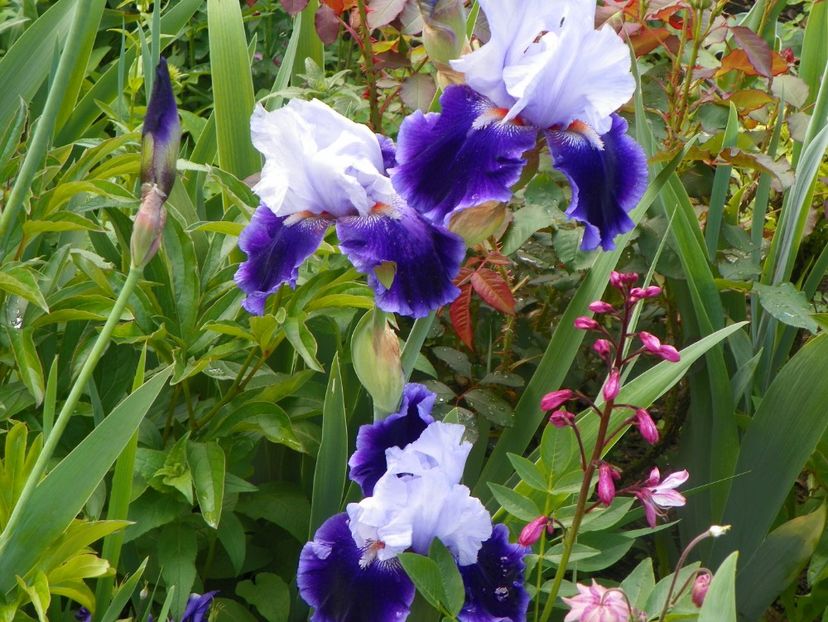 Belle de Nuit - Irisi 2017