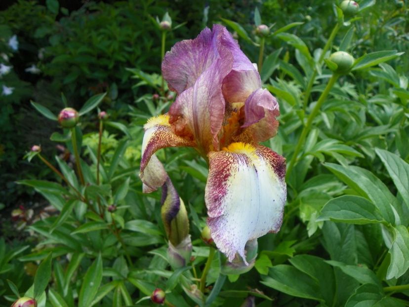 Pink Confetti - Irisi 2017