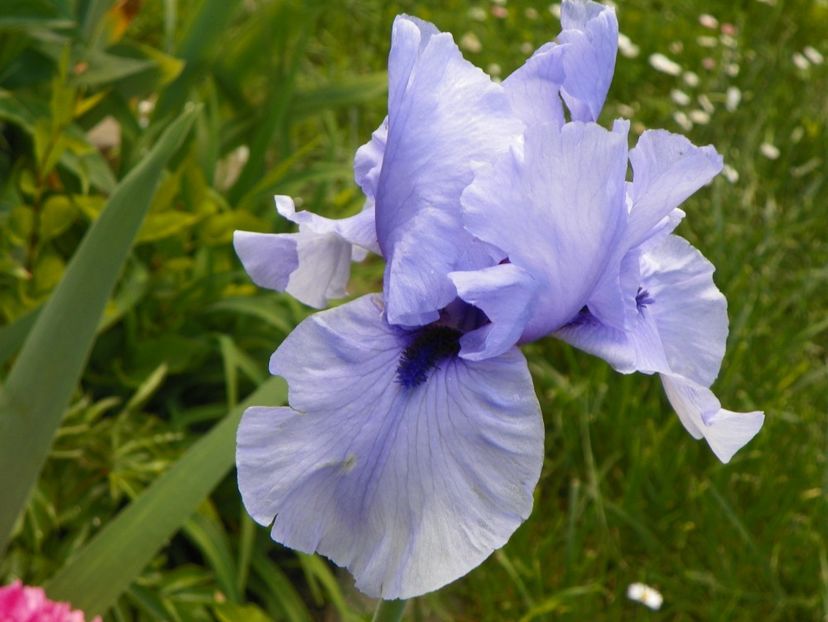 Codicil - Irisi 2017