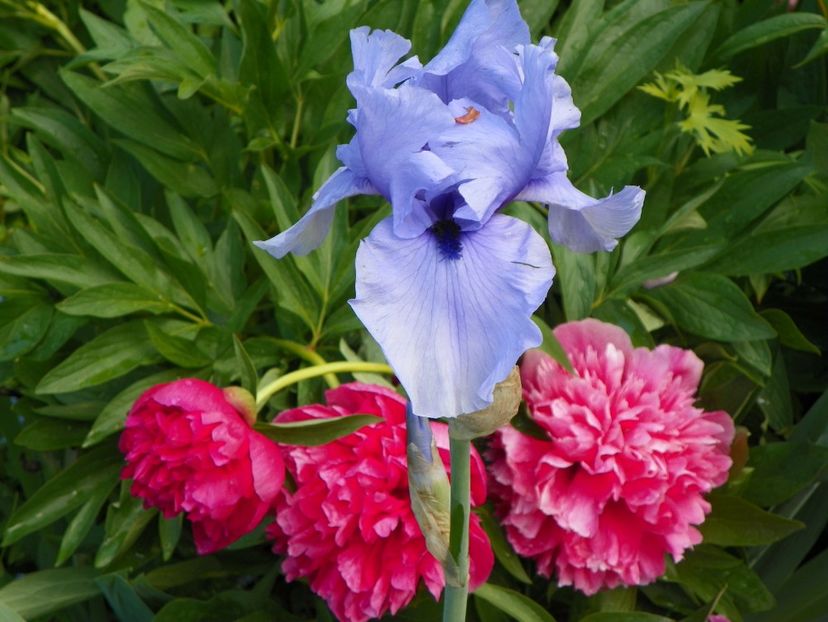 Codicil - Irisi 2017