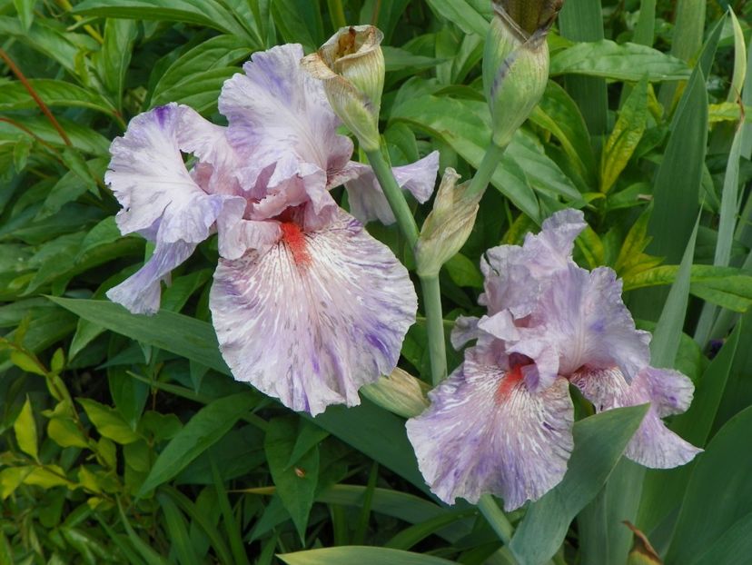 Maria Tormena - Irisi 2017