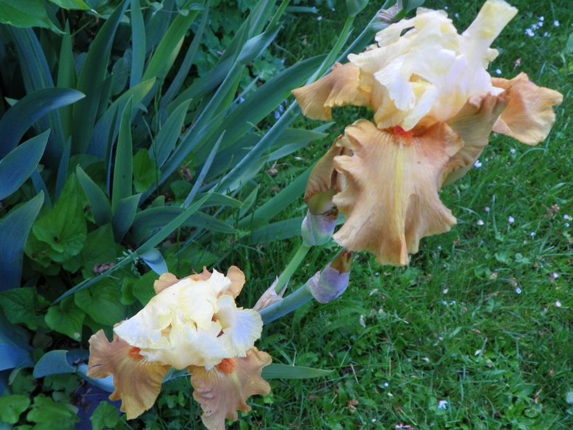 Spiced Custard - Irisi 2017