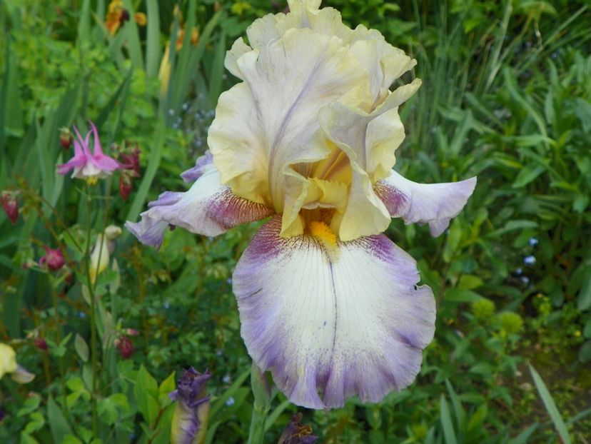 Gipsy Woman - Irisi 2017