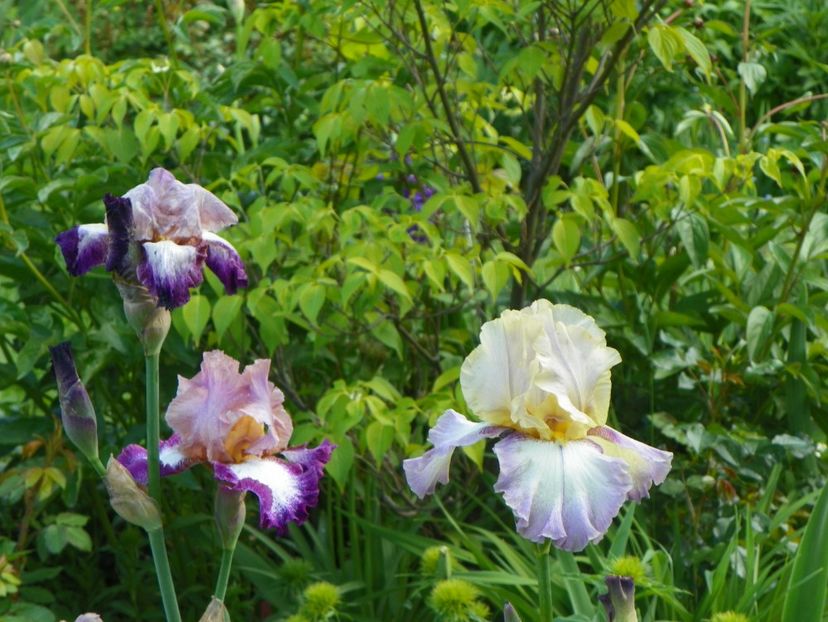 Gipsy Woman si Change of Pace - Irisi 2017