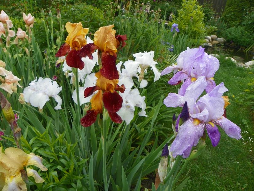 Lilac Wings, Guy Luron si English Cottage - Irisi 2017