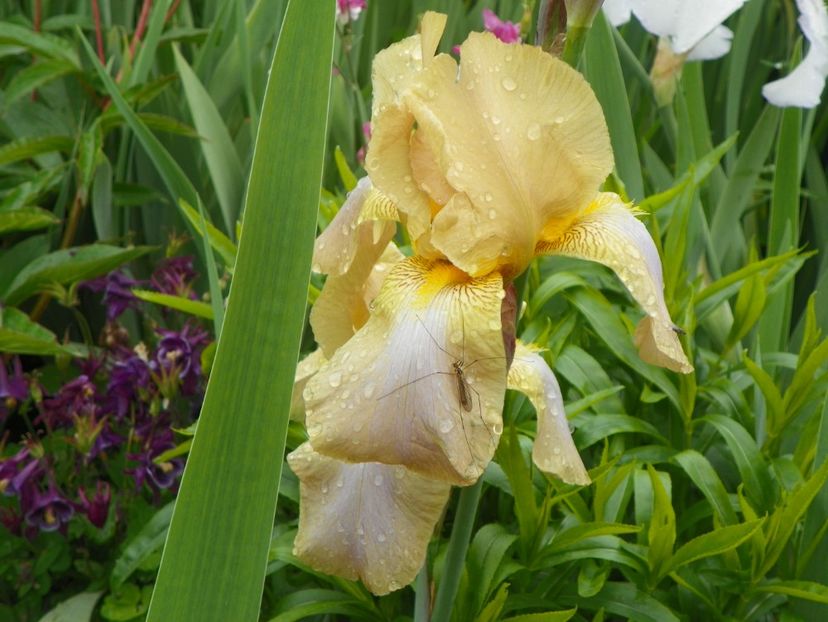 Cosmopolitan? - Irisi 2017