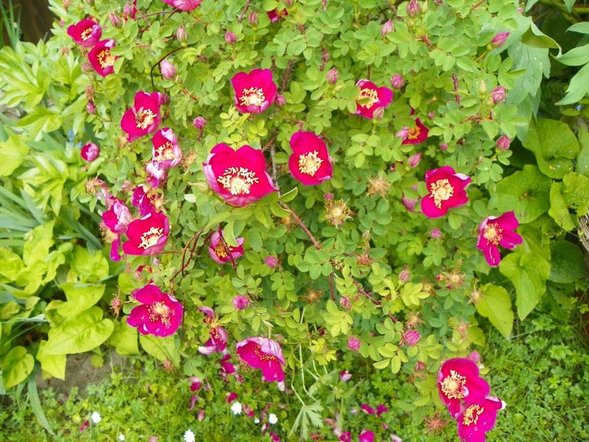 Single Cherry - Trandafiri 2017-1