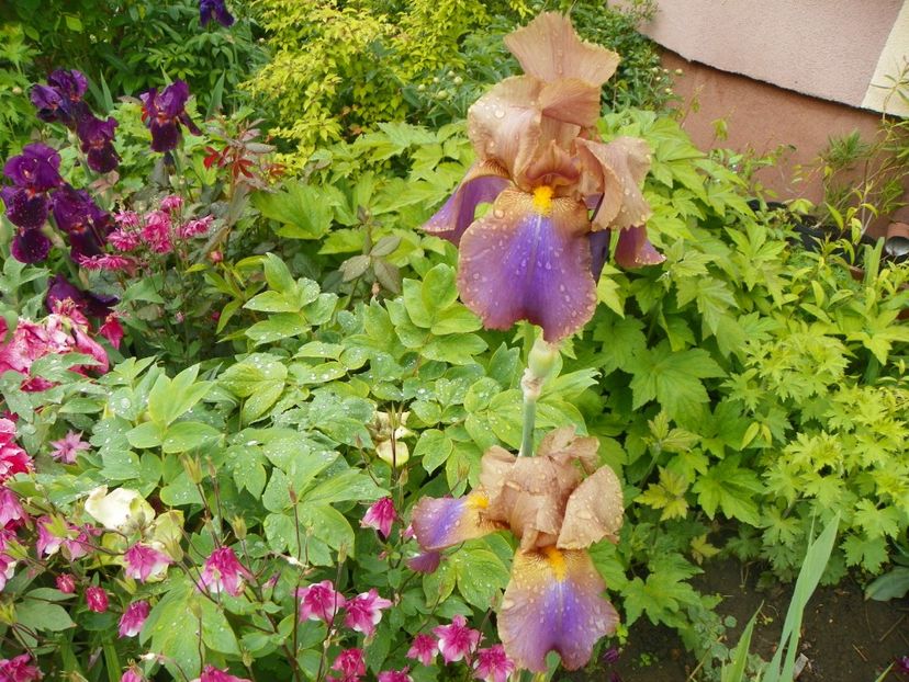 Cruise to Autumn - Irisi 2017