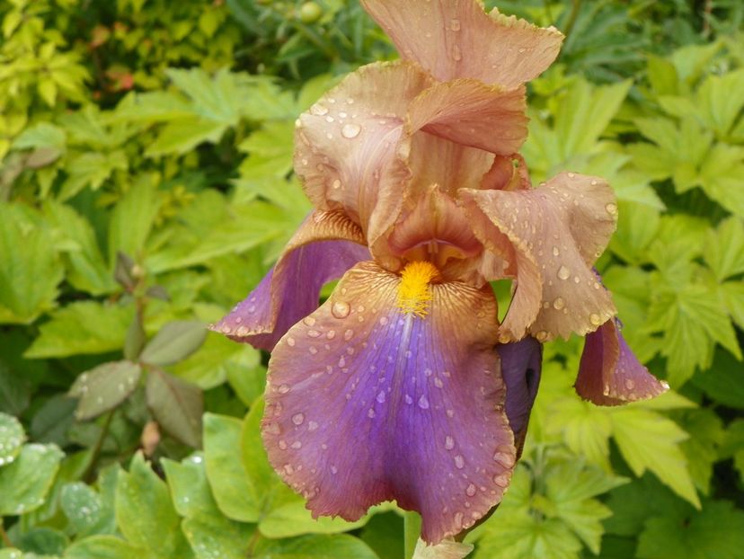 Cruise to Autumn - Irisi 2017