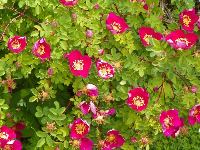 Single Cherry - Trandafiri 2017-1