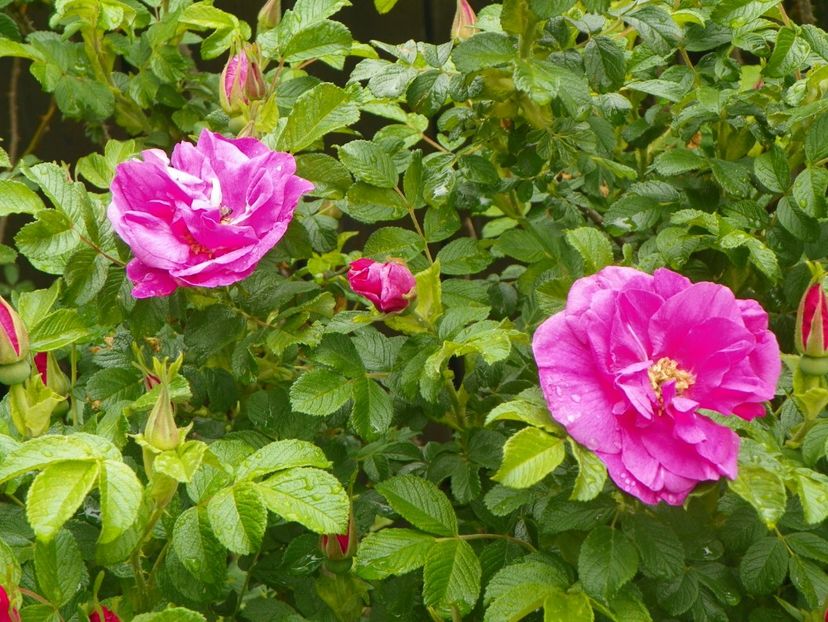 Belle Poitevine - Trandafiri 2017-1