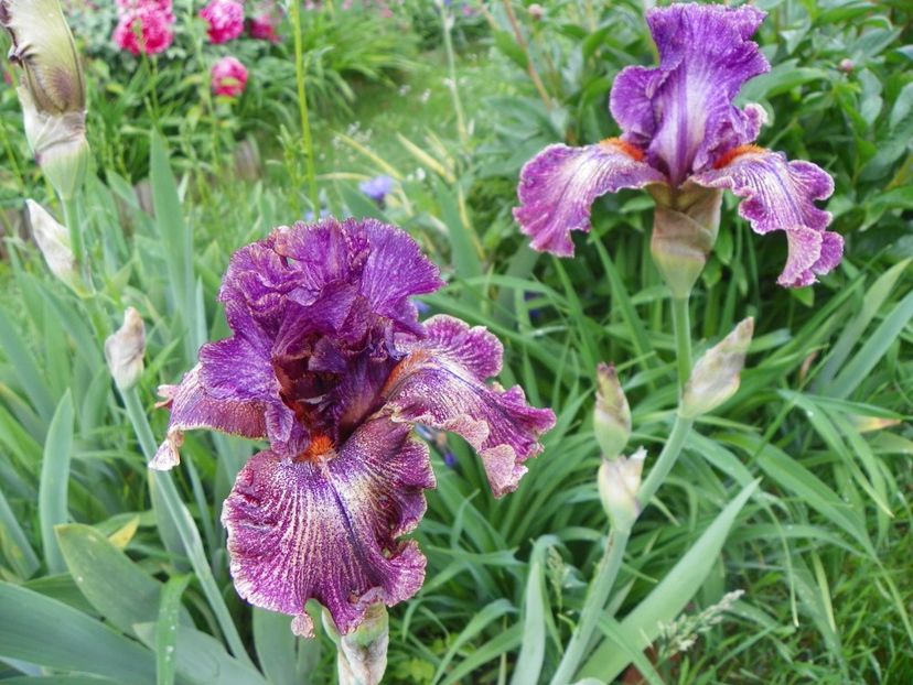 Queen in Calico - Irisi 2017