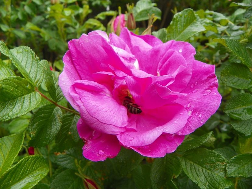 Belle Poitevine - Trandafiri 2017-1