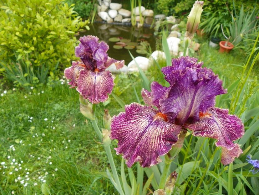 Queen in Calico - Irisi 2017