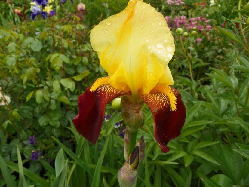 All that Jazz - Irisi 2017