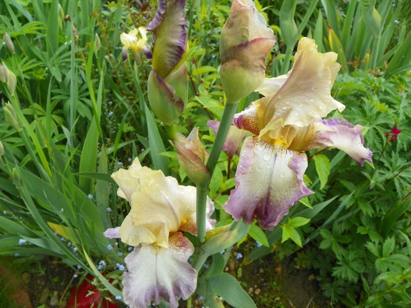 Gipsy Woman - Irisi 2017