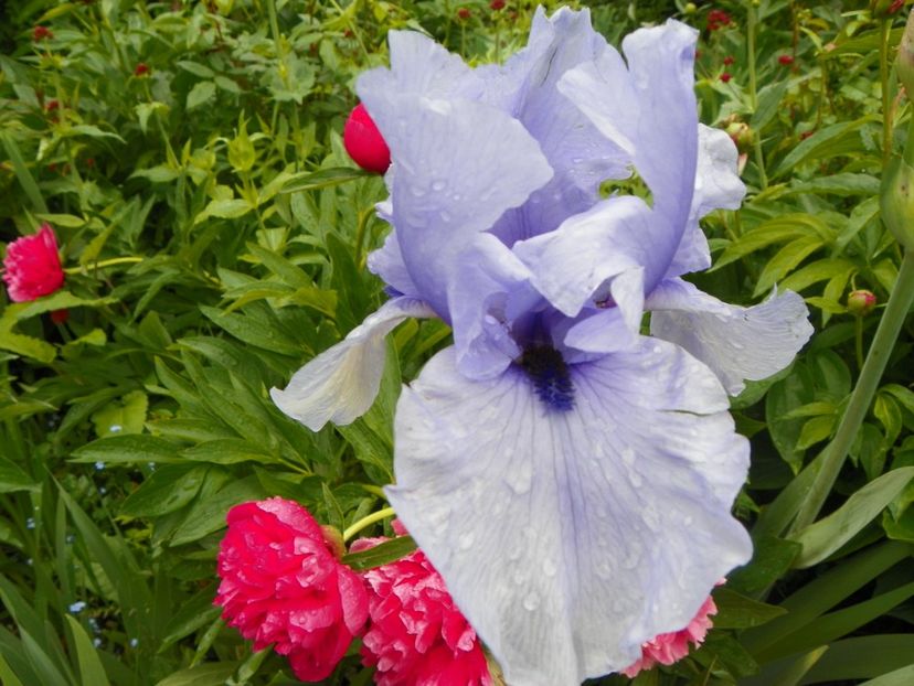 Codicil - Irisi 2017