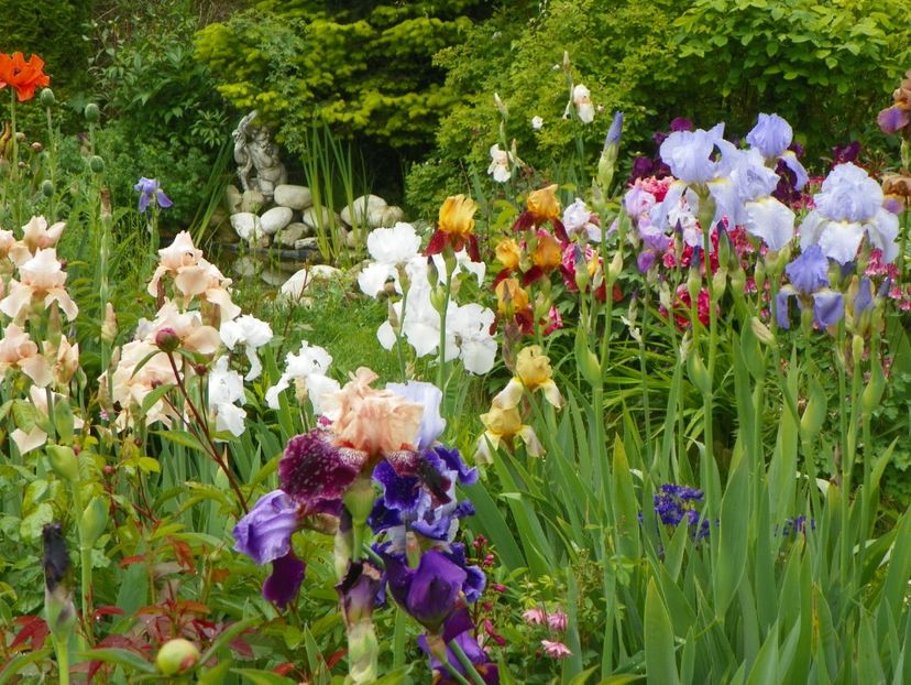 22 mai (125) - Irisi 2017