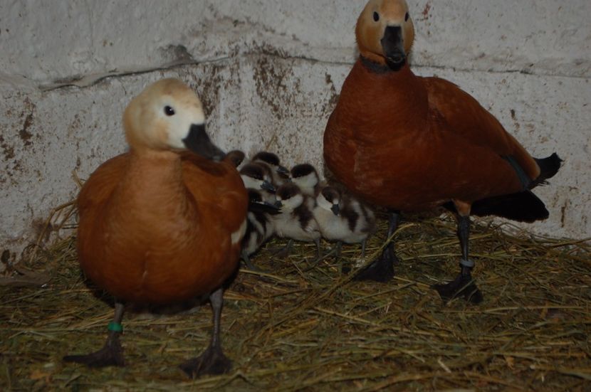  - Califar Rosu - Tadorna ferruginea