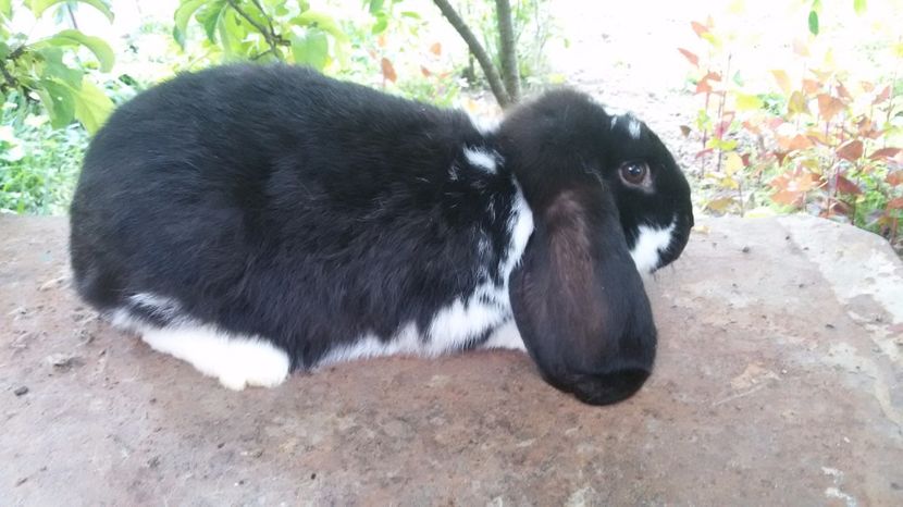 femela 4 luni.70 lei - De vanzare