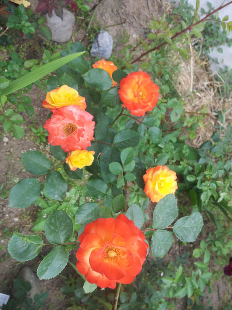  - Dimov urcator nr 14