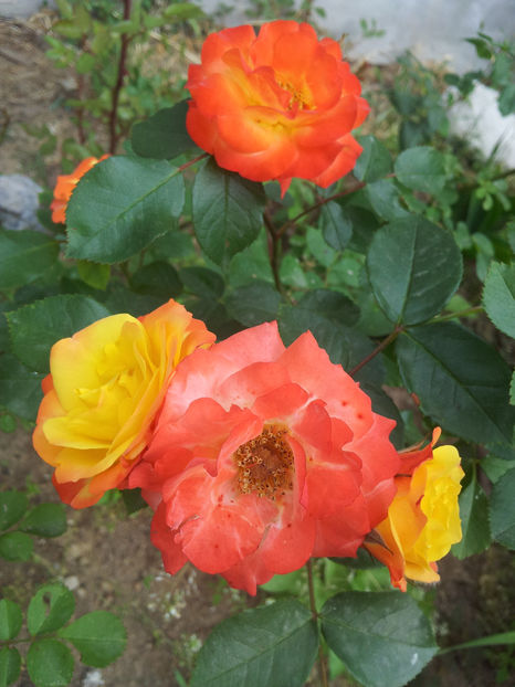  - Dimov urcator nr 14