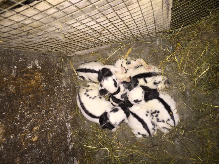  - Cuib din 18 Mai 2017