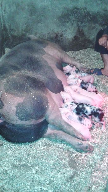 29 04 2017 12 bucati - PURCEI PIETRAN