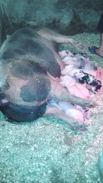 29 04 2017 12 buc - PURCEI PIETRAN