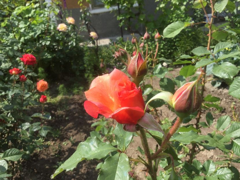  - Flori-gradina 2017