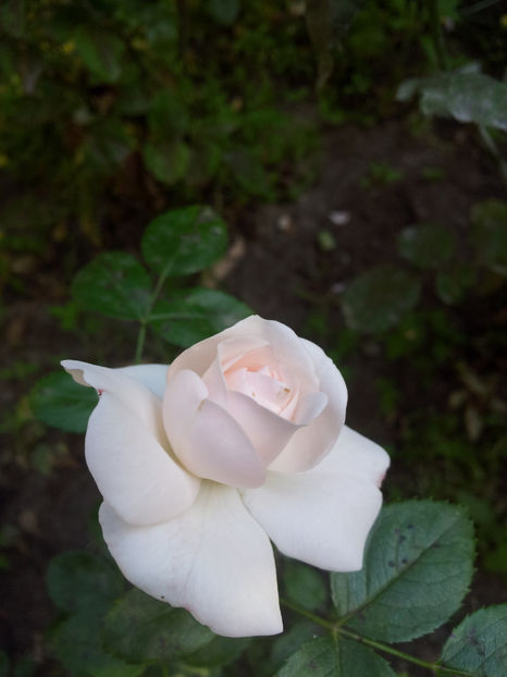  - Aspirin Rose