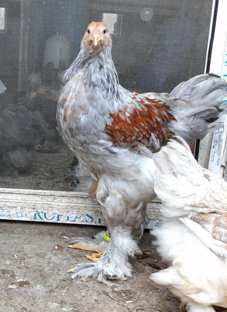  - a__Pui si tineret brahma 2017