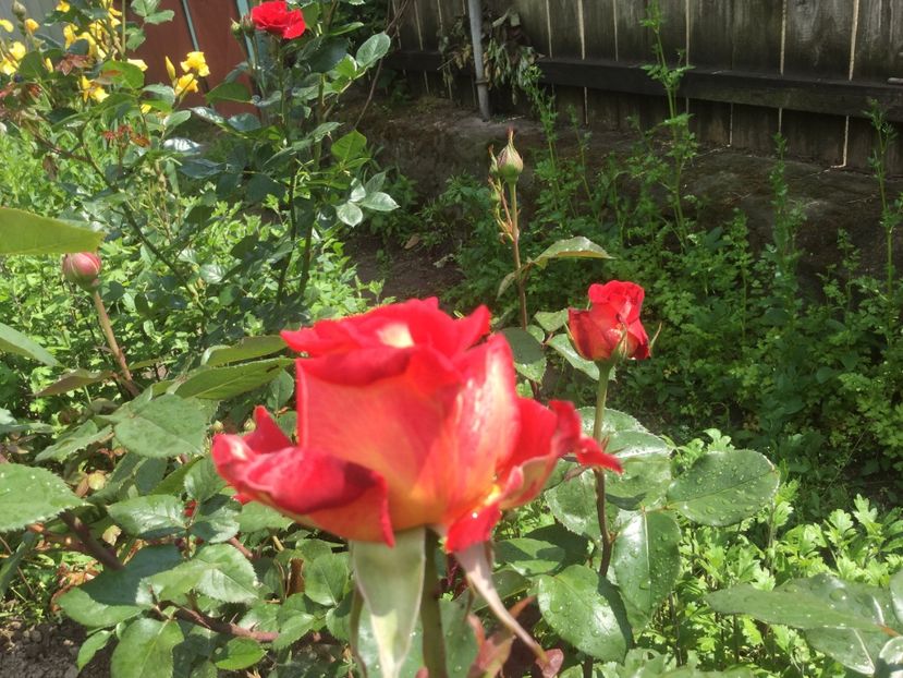  - Flori-gradina 2017