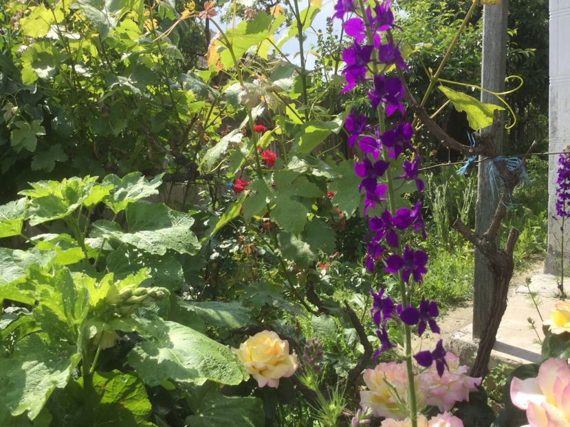  - Flori-gradina 2017