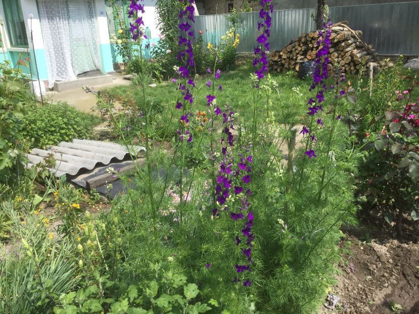 - Flori-gradina 2017