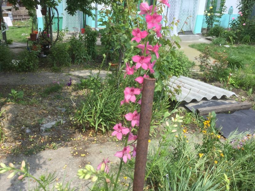  - Flori-gradina 2017